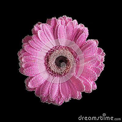 Gerbera covered with bubbles underwater Stock Photo