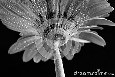Gerbera covered with water drops Stock Photo