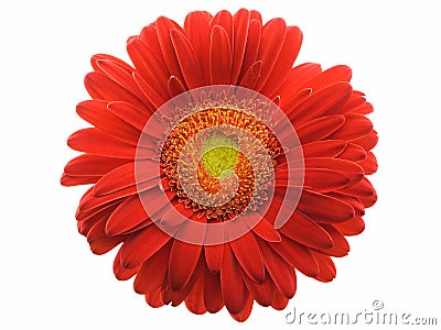 Gerbera Daisy Stock Photo