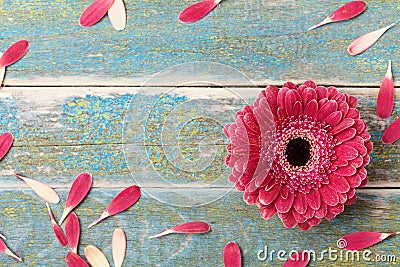 Gerbera daisy natural flower frame from petals for mother or womans day. Greeting card concept. Vinatge style. Top view. Stock Photo