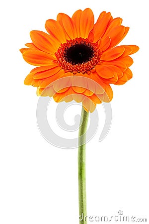 Gerbera Daisy orange Stock Photo