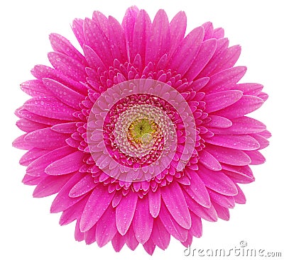 Gerbera flower Stock Photo