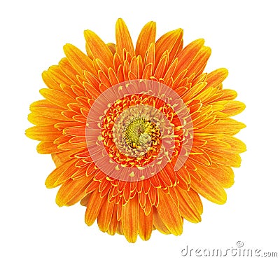 Gerbera flower Stock Photo