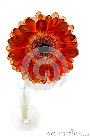 A gerbera flower Stock Photo