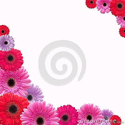 Gerbera flower background Stock Photo