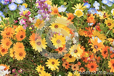 Gerbera in flower bed at Naka river Stock Photo