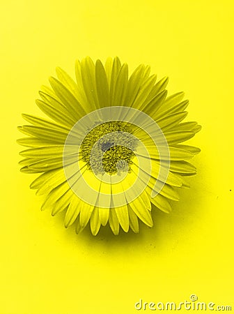 Gerbera flower. Close-up photo in yellow color. Pop art style Stock Photo