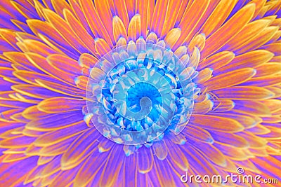 Gerbera flower closeup. Saturation luminosity color. Stock Photo