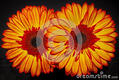 Gerbera flower Stock Photo