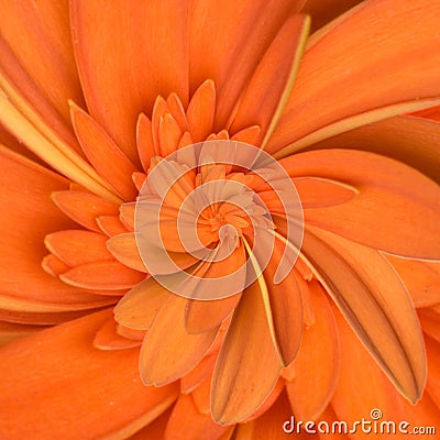 Gerbera flower infinity spiral abstract background Stock Photo