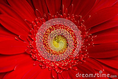 Gerbera flower. Macro shot of the petals Stock Photo