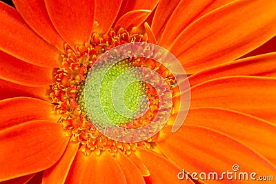 Gerbera Flower Orange Yellow Petals Green Carpels Close up Stock Photo