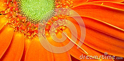 Gerbera Flower Orange Yellow Petals Green Carpels Close up Stock Photo