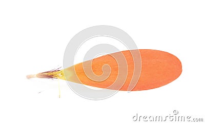 Gerbera flower petal isolated Stock Photo