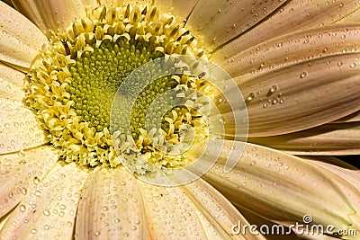 Gerbera flower with water drops on the petals Stock Photo