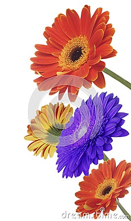 Gerbera flowers Stock Photo