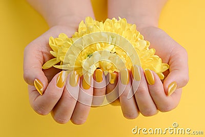 Gerbera flowers in cupped hands Stock Photo