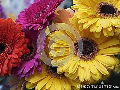 Gerbera flowers Stock Photo