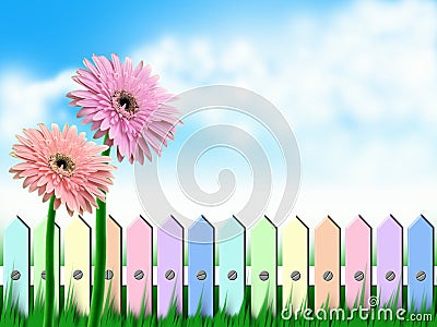 Gerbera flowers and fence Stock Photo