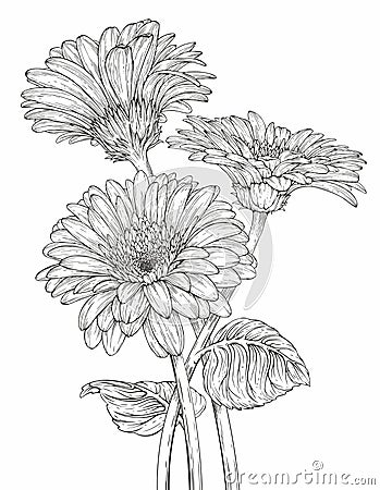 Gerbera flowers Vector Illustration