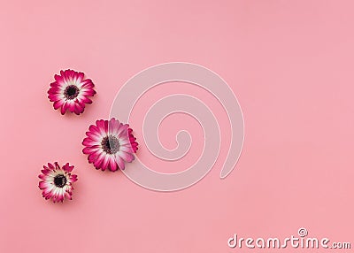 Gerbera flowers head on pastel tone background Stock Photo