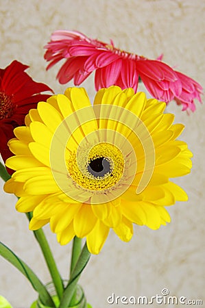 Gerbera flowers in transparent vase view from above Stock Photo