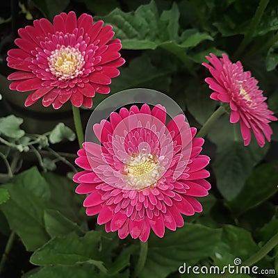 Gerbera Garvinea Sweet Surprise Gerbera Daisy three flowers. Stock Photo