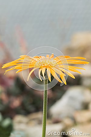 Gerbera jamesonii Bolus ex Hook Stock Photo