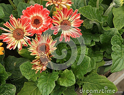 Gerbera jamesonii 'Flori Line Midi Bicolor' Stock Photo