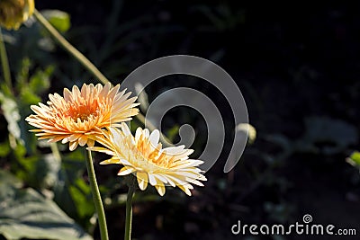 Gerbera jamesonii in flower Stock Photo