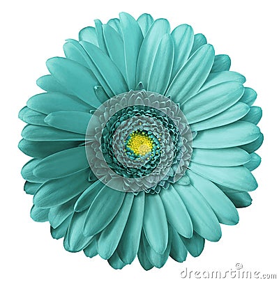 Gerbera turquoise flower on white isolated background with clipping path. no shadows. Closeup. Stock Photo