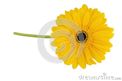 Gerbera yellow flower isolated on white background Stock Photo