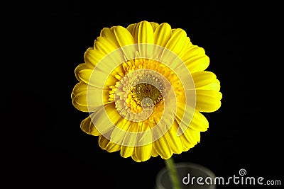 Gerbera yellow flower, plant with yellow petals on black background Stock Photo