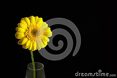 Gerbera yellow flower, plant with yellow petals on black background Stock Photo