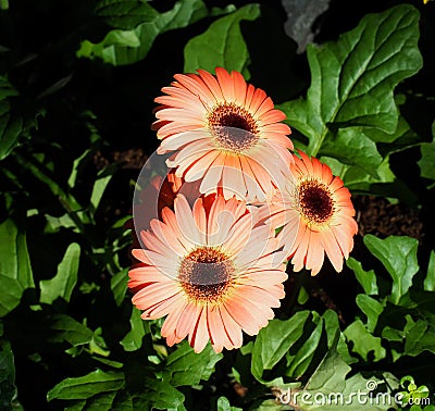 Gerberas In Bloom Stock Photo