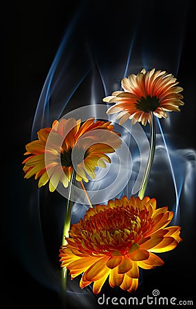 Gerberas orange and gerbera white on a multicolored background Stock Photo