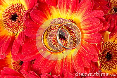 Gerberas with two golden rings Stock Photo