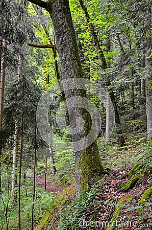 German bavarian forest Stock Photo