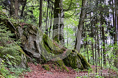 German bavarian forest Stock Photo