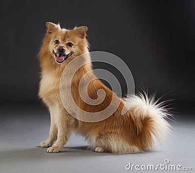 German medium spitz dog Stock Photo