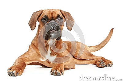 German Boxer (5 month) Stock Photo