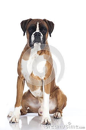 German boxer dog Stock Photo