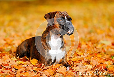 German boxer dog Stock Photo