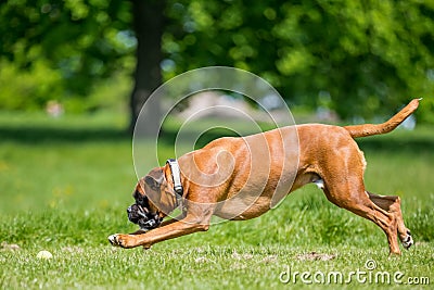 German Boxer Dog running and jumping chasing a ball in a field with tree. Stock Photo