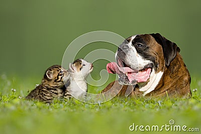 German boxer dog with two little kittens Stock Photo