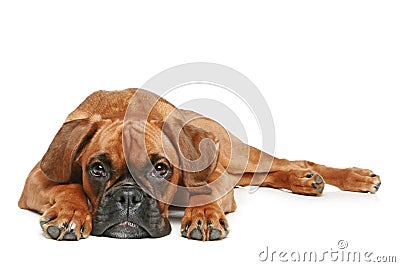 German Boxer puppy (5 month) Stock Photo