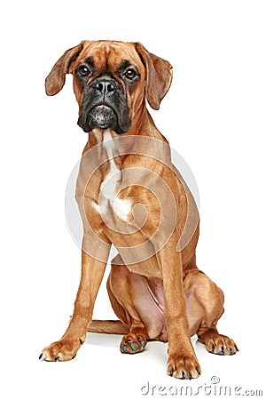 German Boxer puppy sitting on a white background Stock Photo