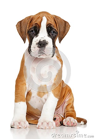 German Boxer puppy on white Stock Photo
