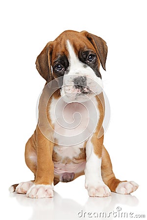 German Boxer puppy on white Stock Photo