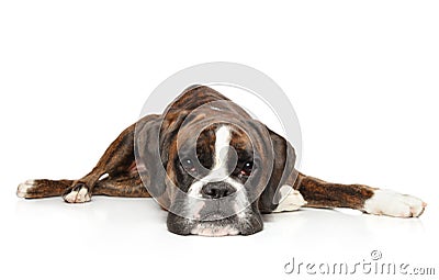 German Boxer resting in front of white background Stock Photo